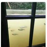 【台風19号】「俺の家、水族館になる」→フェイク画像と判明